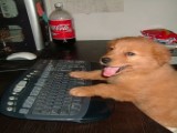 Perro Tecnico