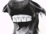 Sonrisa Caballuna