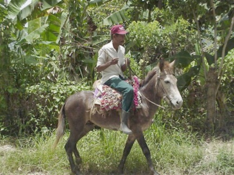 Paseo en Burro