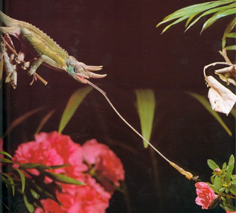 CAMALEON CORNUDO