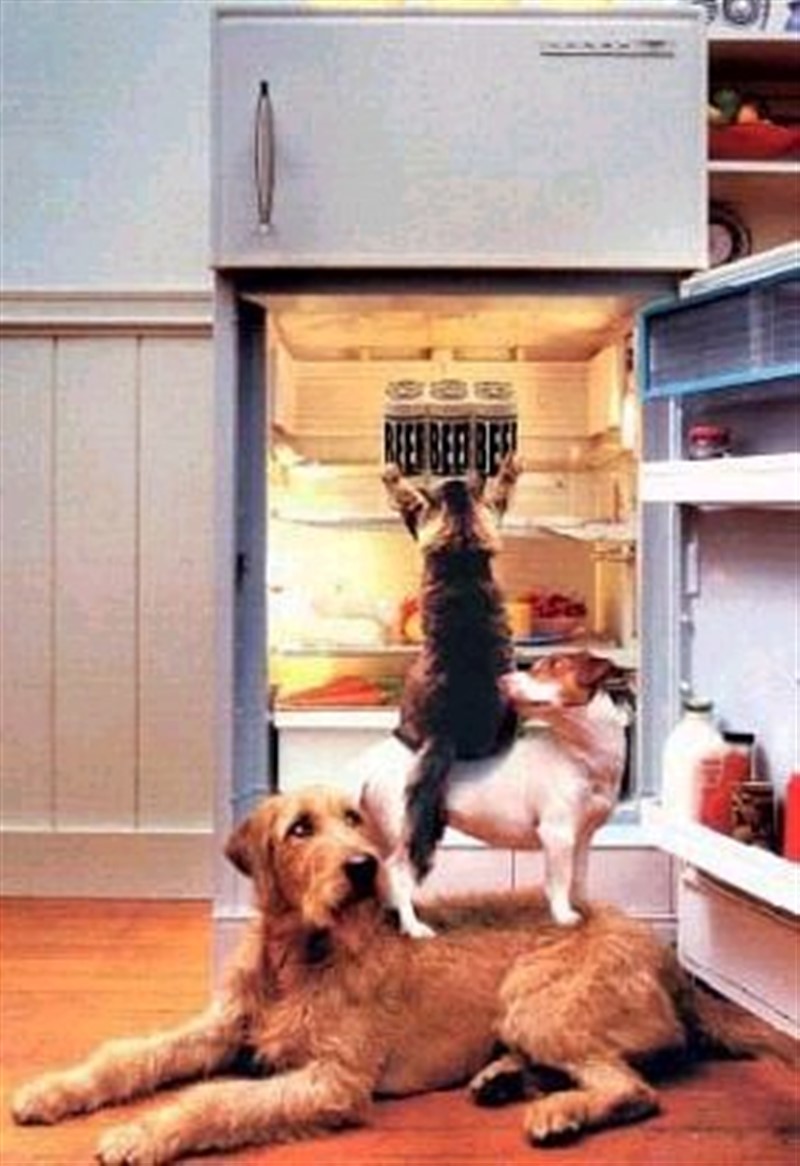 Escalera Animal