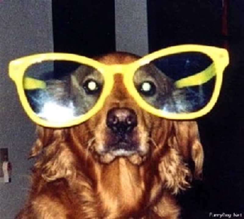 Perro Miope
