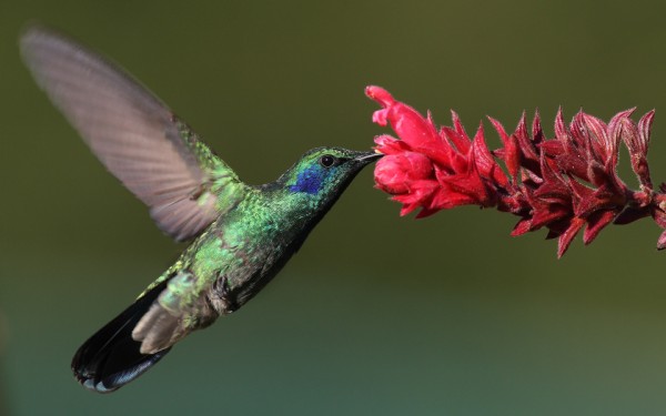 Colibrí