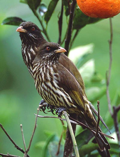 Cigua Palmera