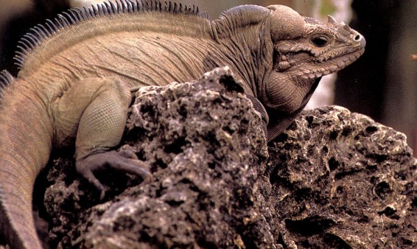 Iguana Rep. Dom.