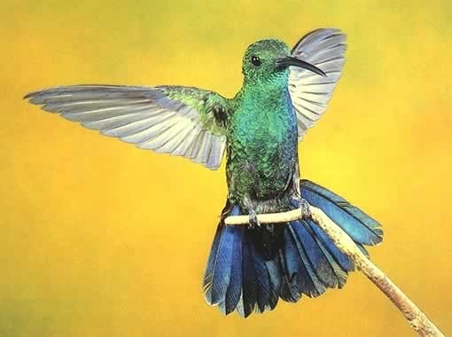 Zumbador